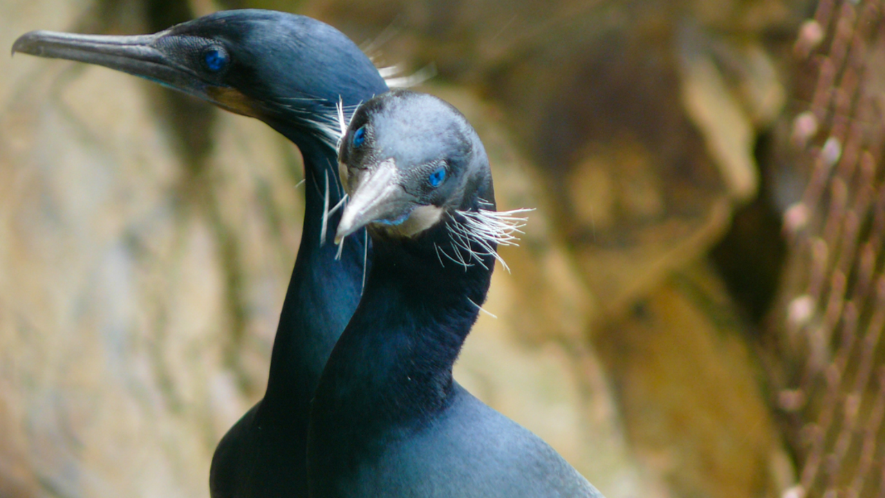 A close up photo of two Brandts Cormorants, showing their stark blue eyes.