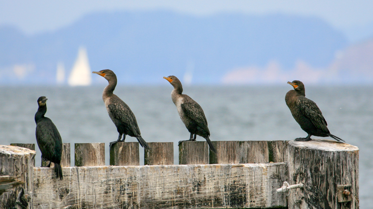 Double-crested Cormorants perched on a wooden pier posts in the Golden Gate National Recreation Area