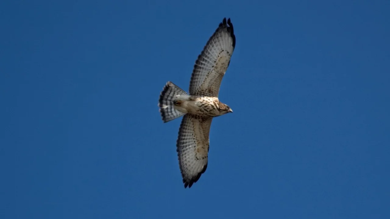 Broad-winged Hawk