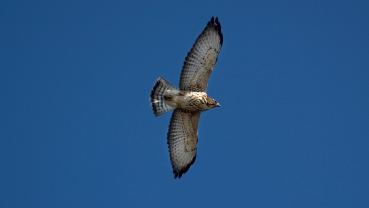 Broad-winged Hawk