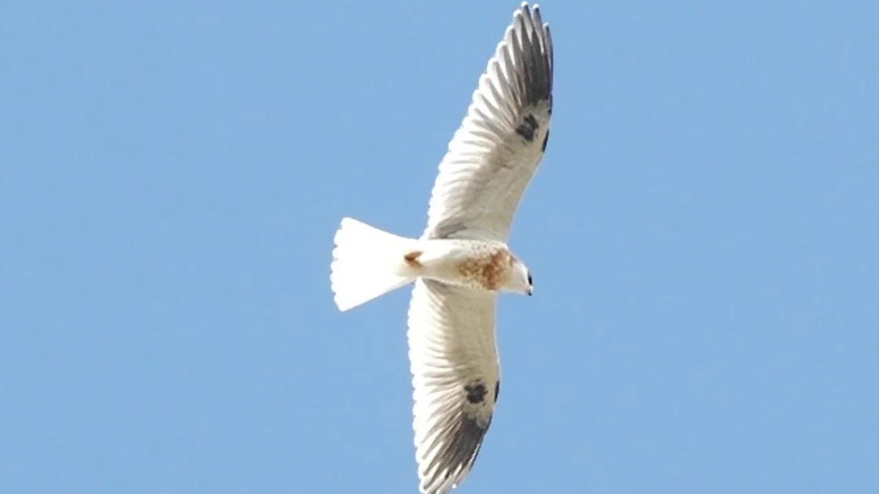 White-tailed Kite