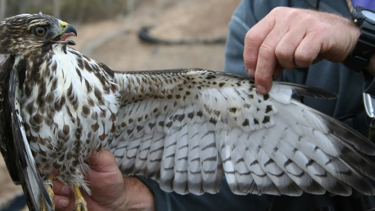 Broad-winged Hawk | Golden Gate National Parks Conservancy