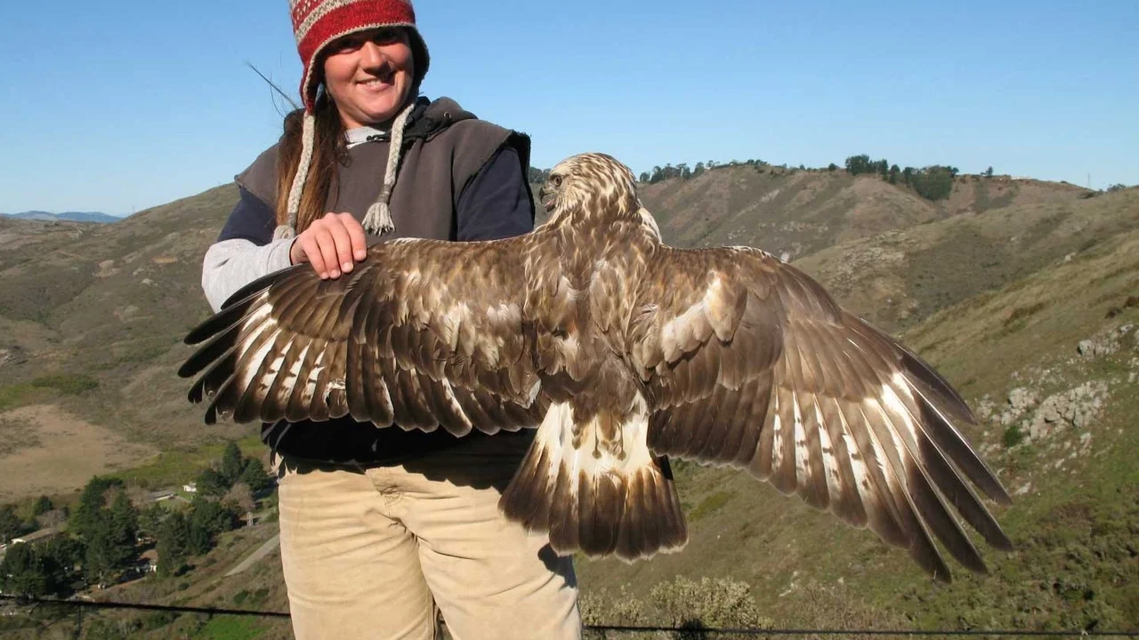Rough-legged Hawk