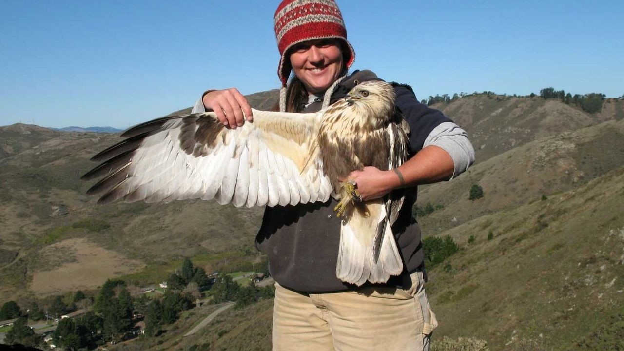 Rough-legged Hawk