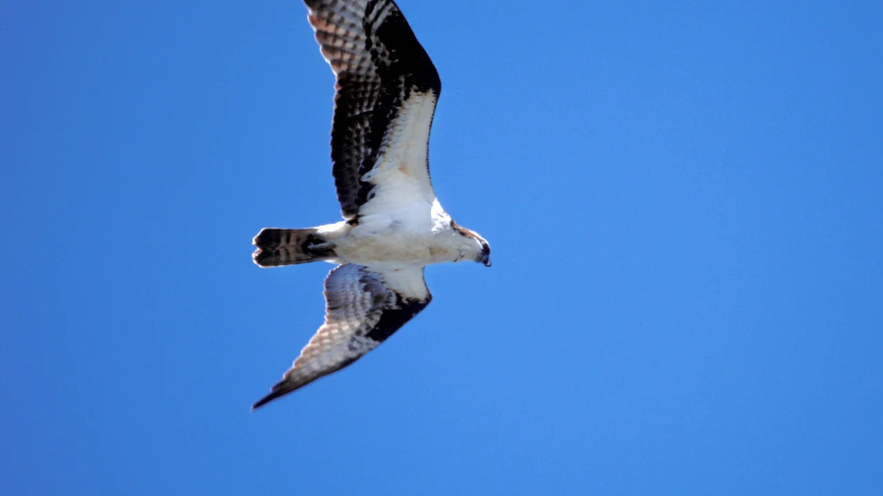 Osprey