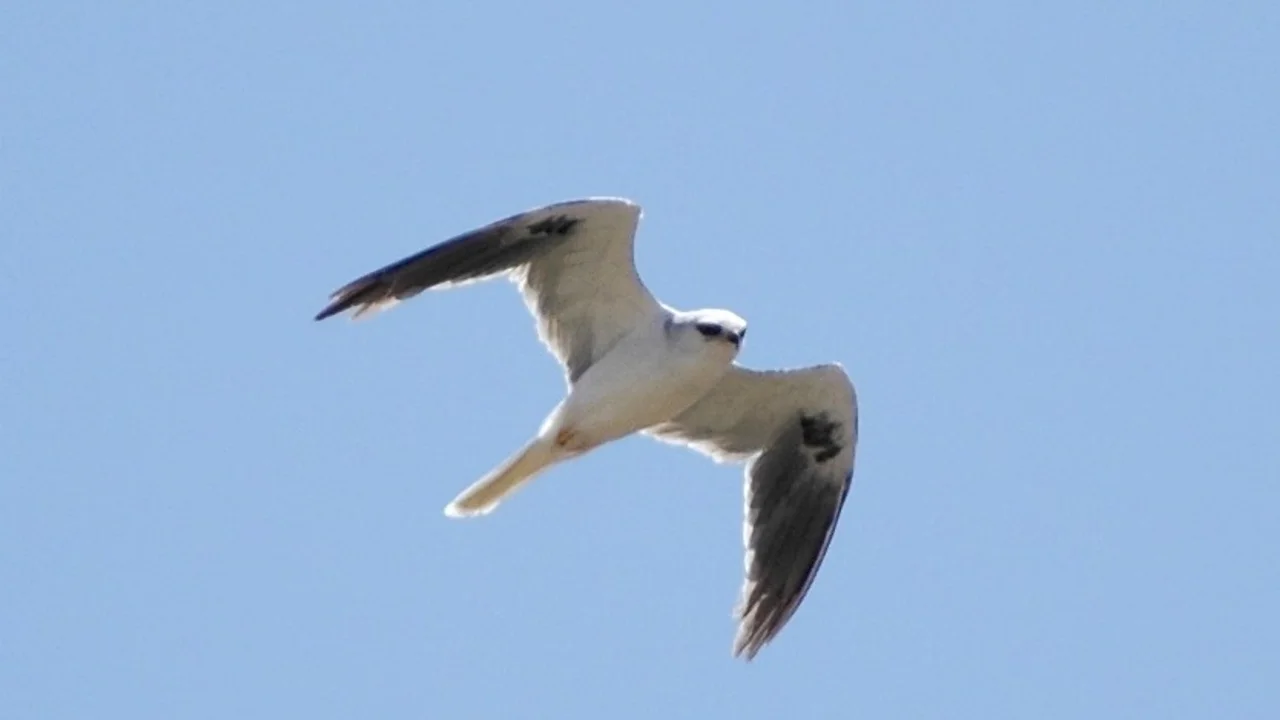 White-tailed Kite