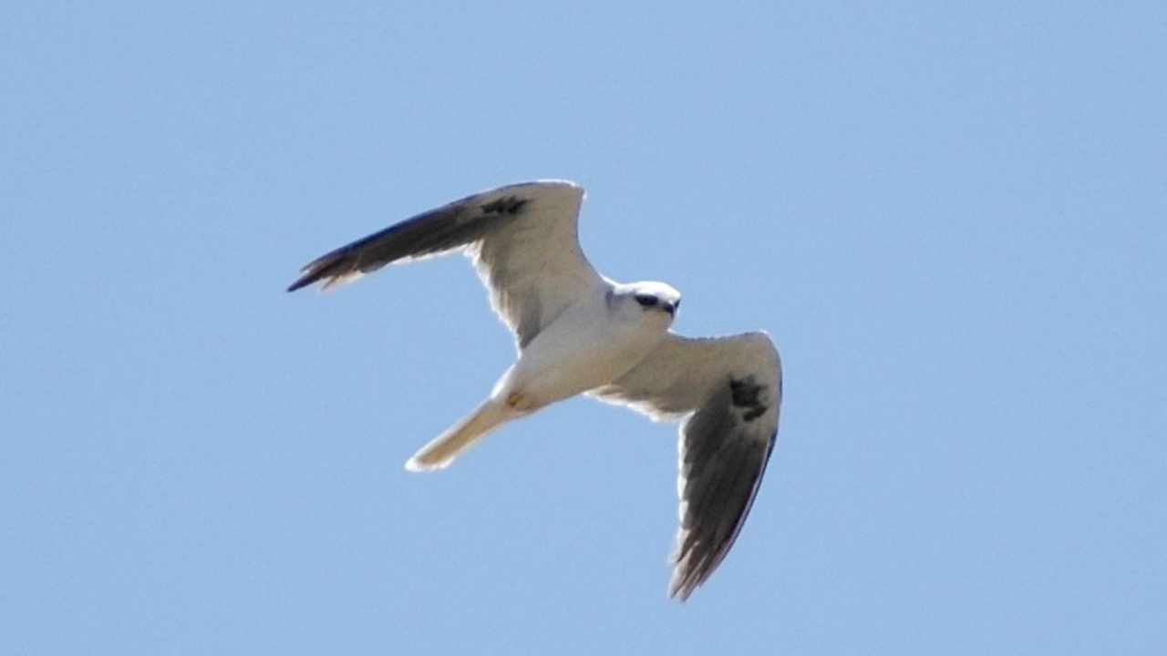 White-tailed Kite