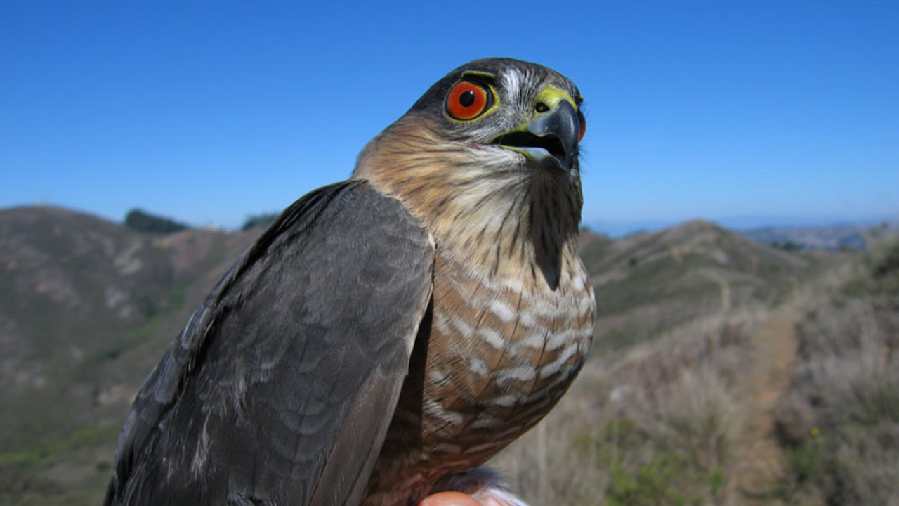 Sharp-shinned Hawk