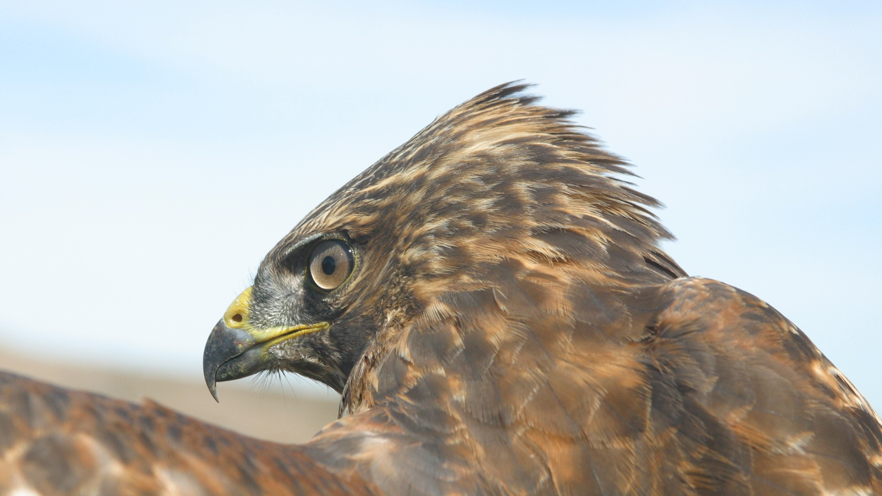 Red-shouldered Hawk