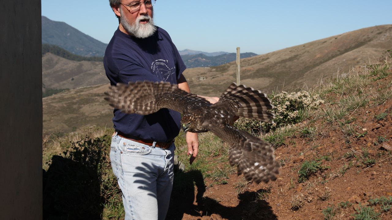 Cooper's Hawk