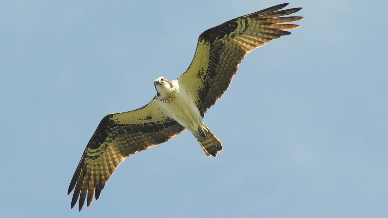 Osprey