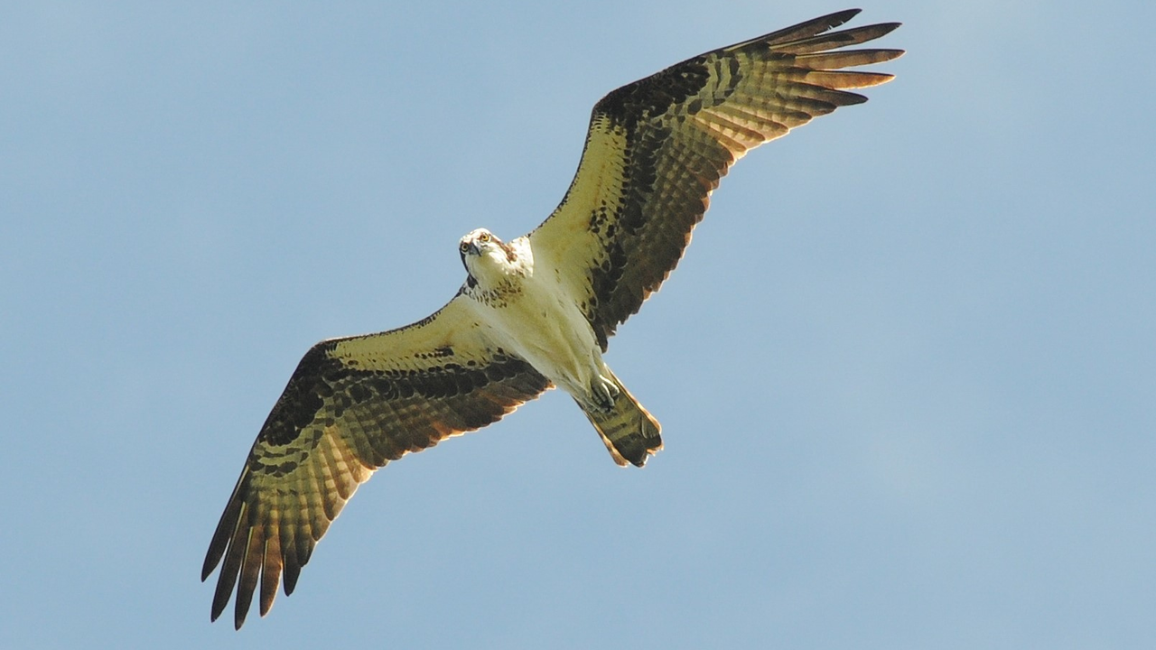Osprey