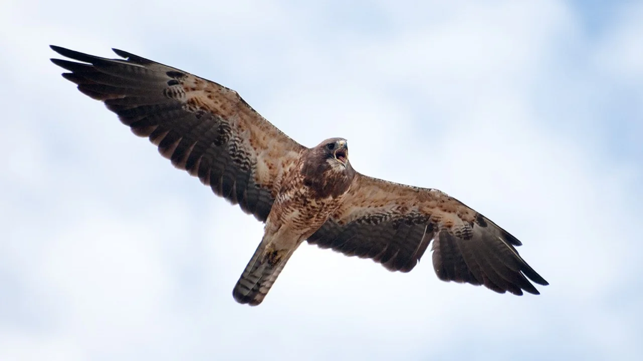 Swainson's Hawk