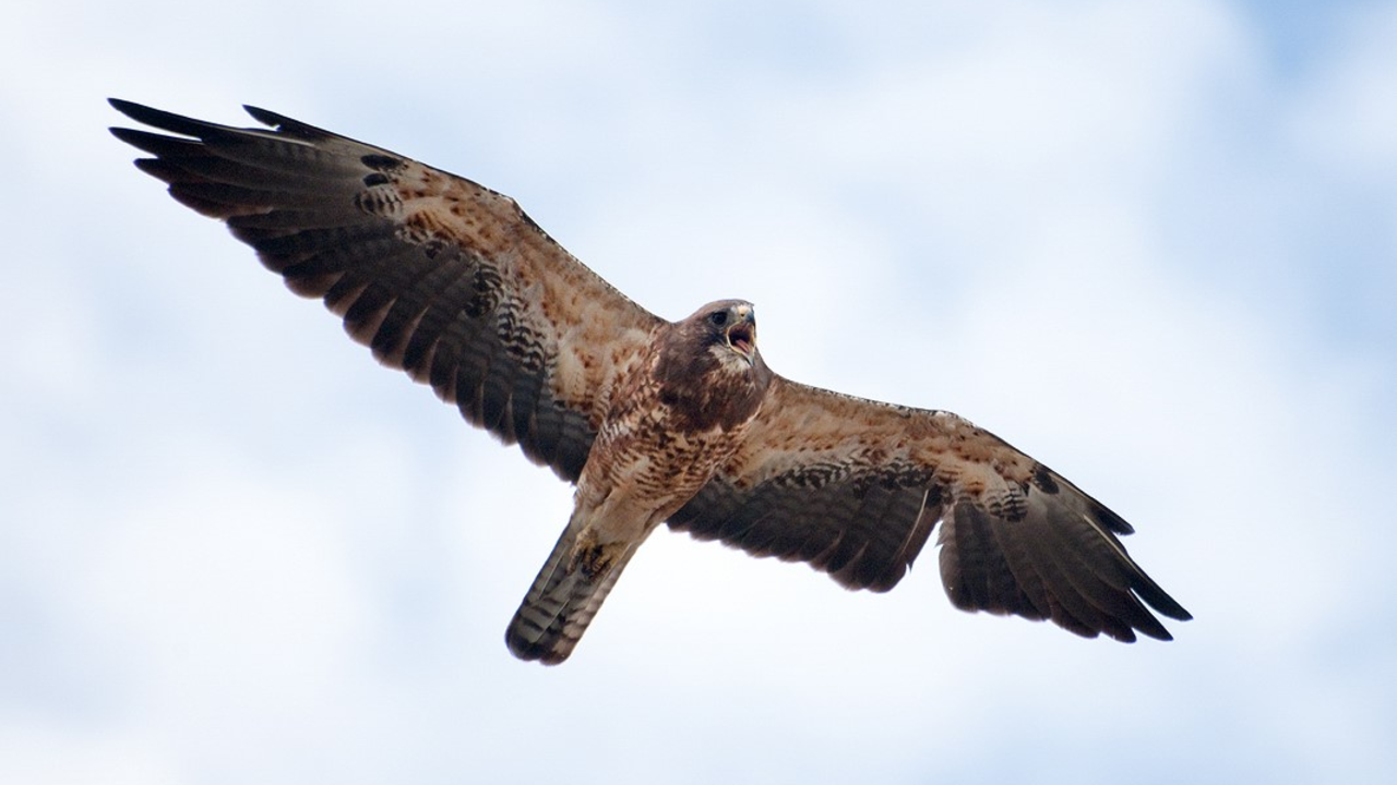 Swainson's Hawk