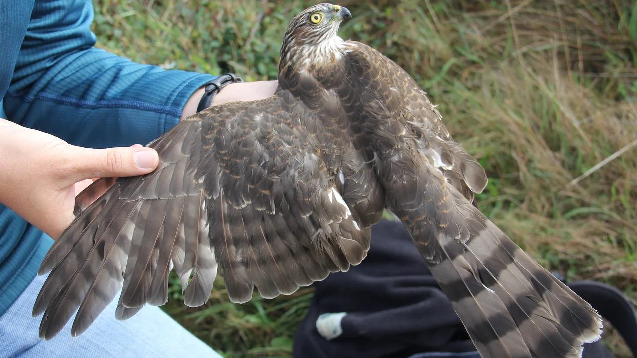 Sharp-shinned Hawk