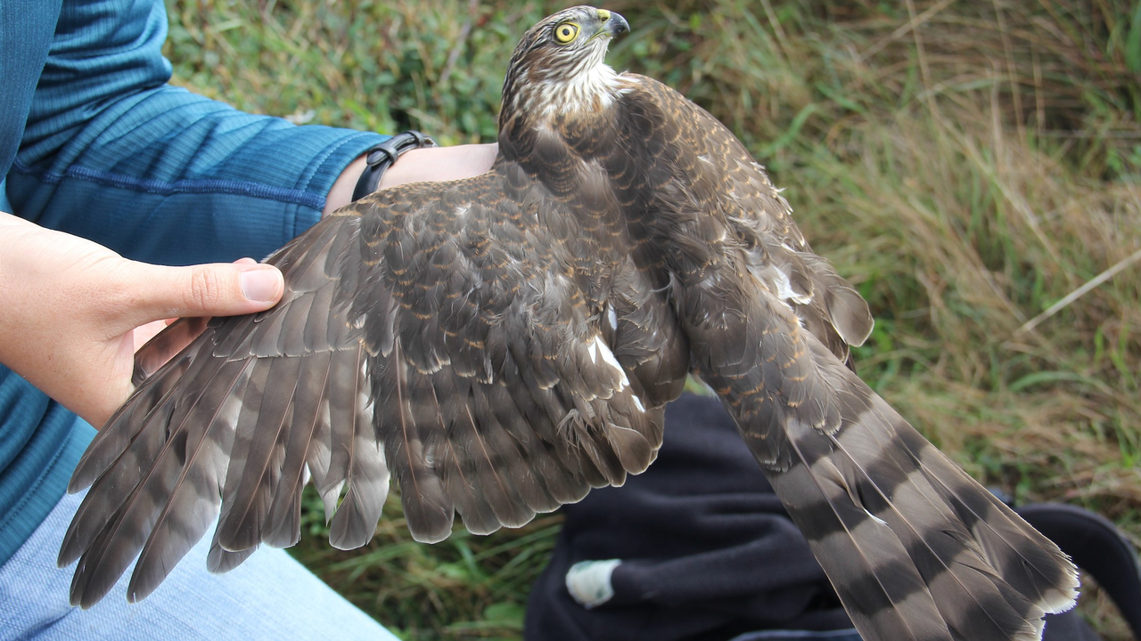 Sharp-shinned Hawk