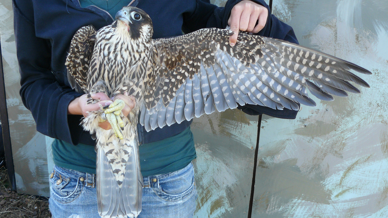 Peregrine Falcon