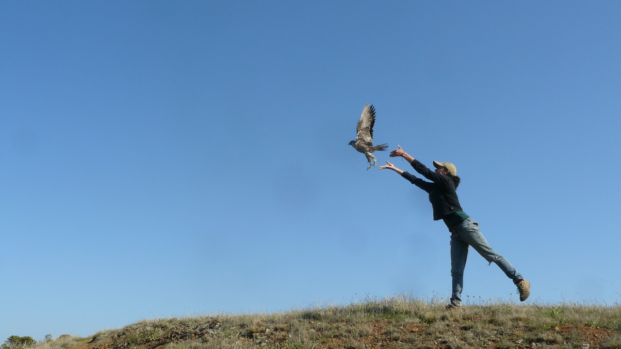 Peregrine Falcon