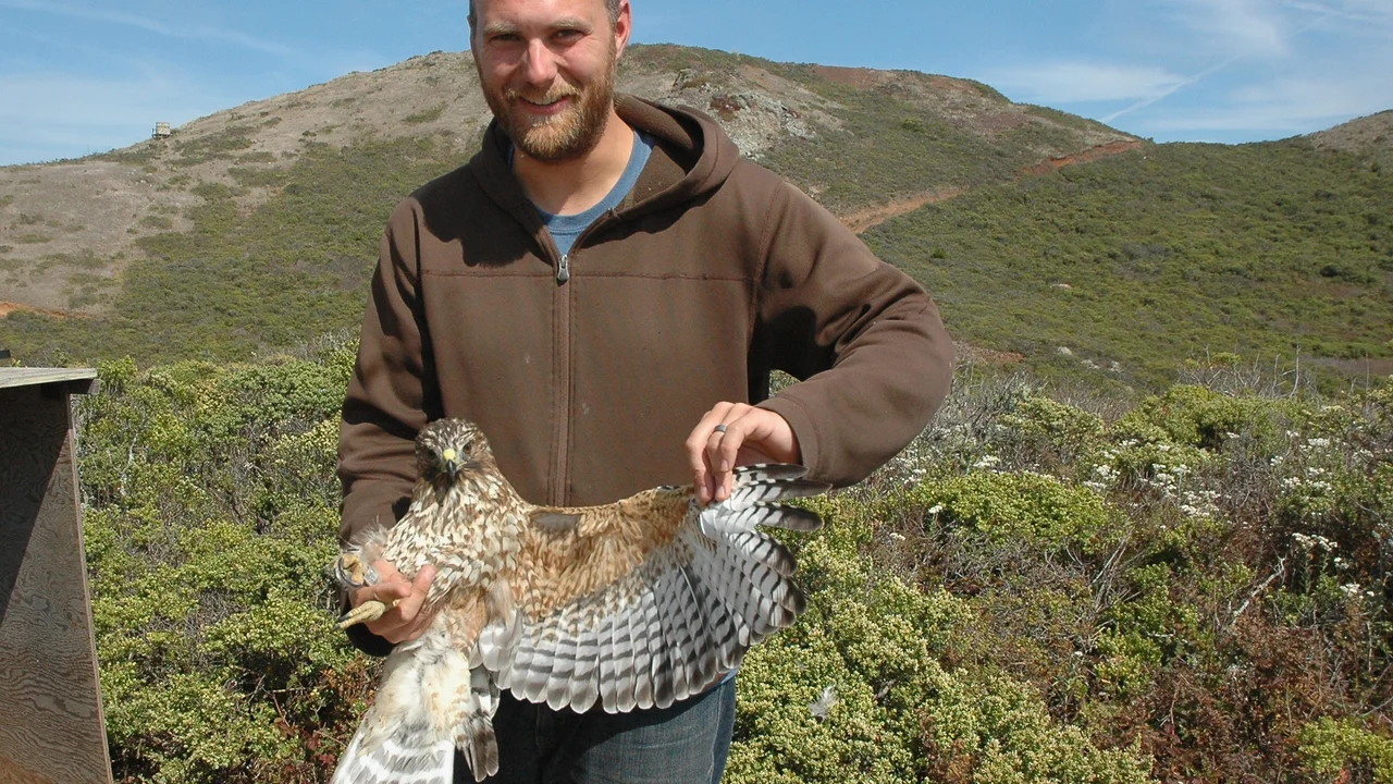 Red-shouldered Hawk