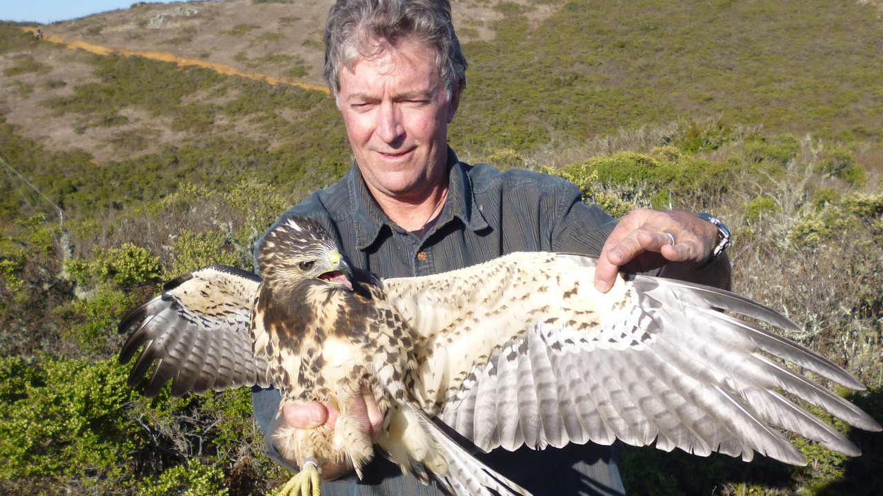 Swainson's Hawk