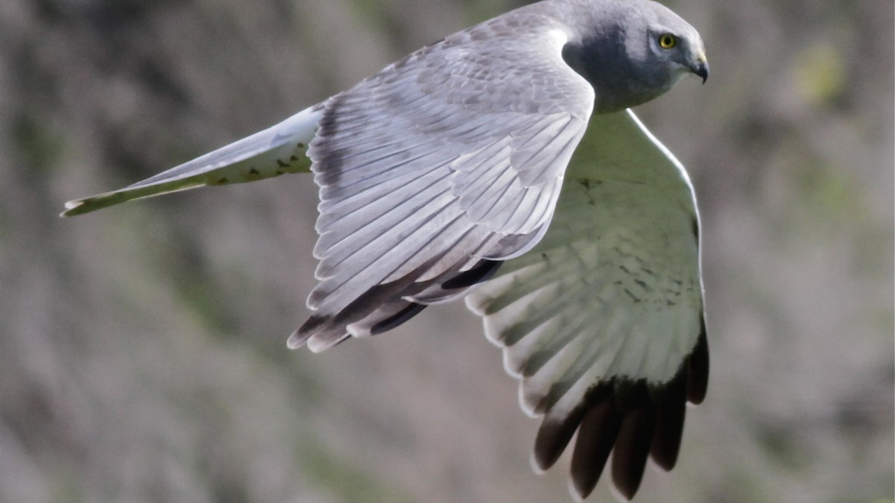 Northern Harrier