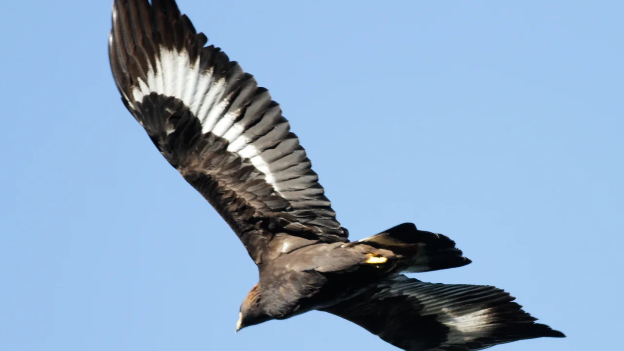 Golden Eagle