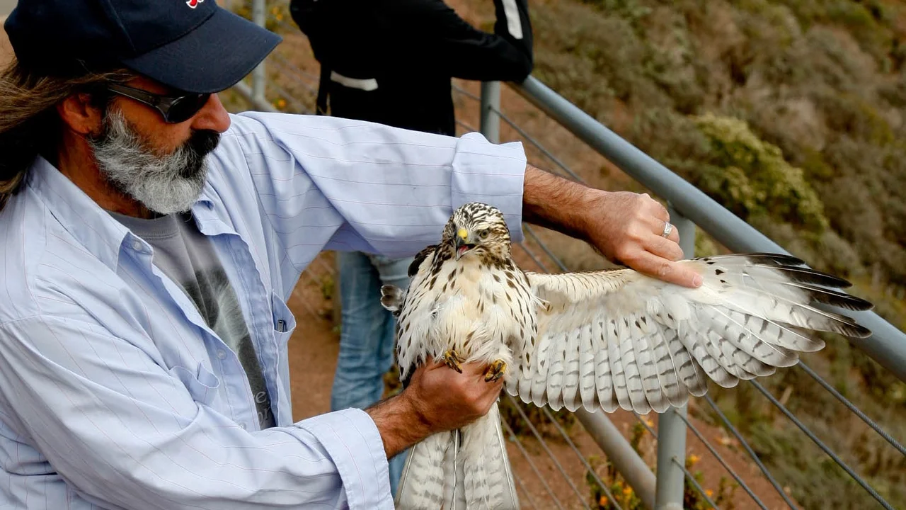 Broad-winged Hawk