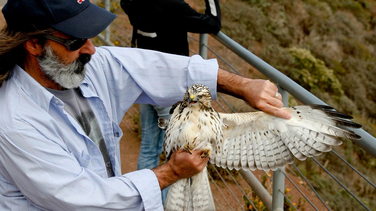 Broad-winged Hawk