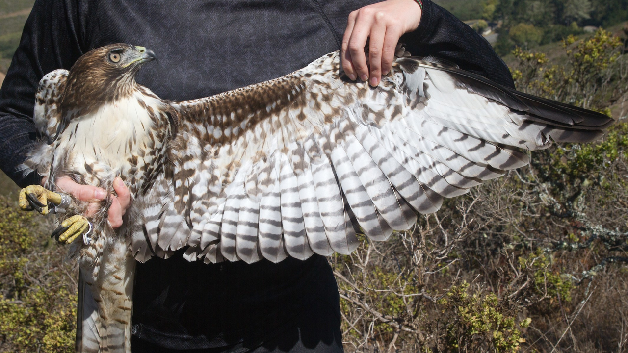 Red-tailed Hawk