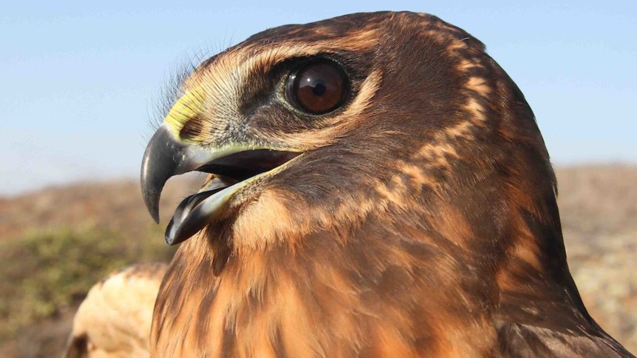 Juvenile Northern Harrier