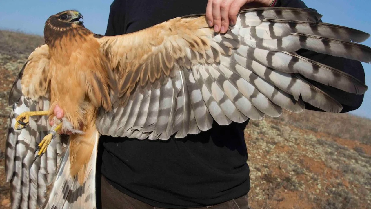 Northern Harrier