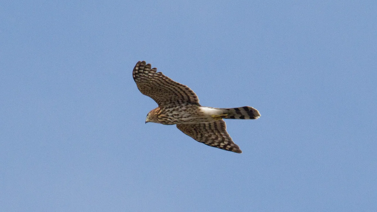 Cooper's Hawk
