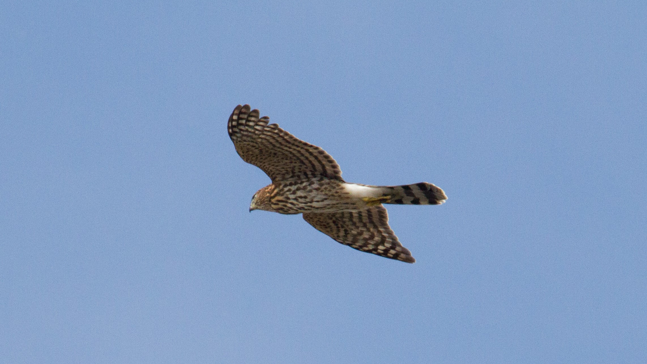 Cooper's Hawk