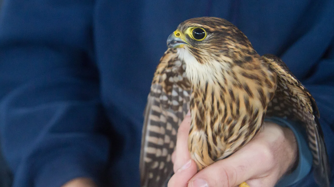 Merlin