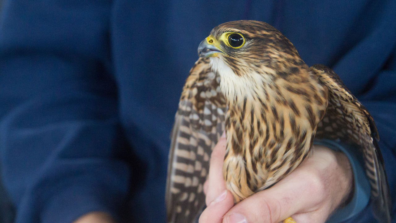Merlin