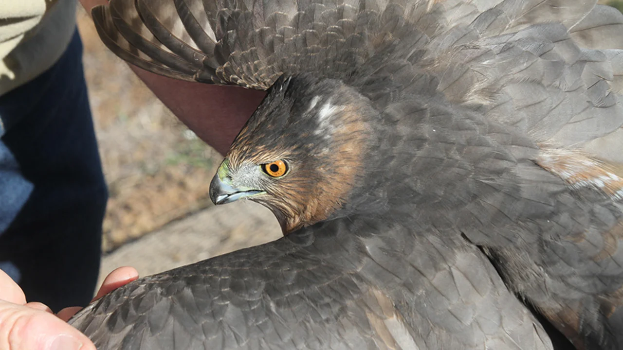 Cooper's Hawk