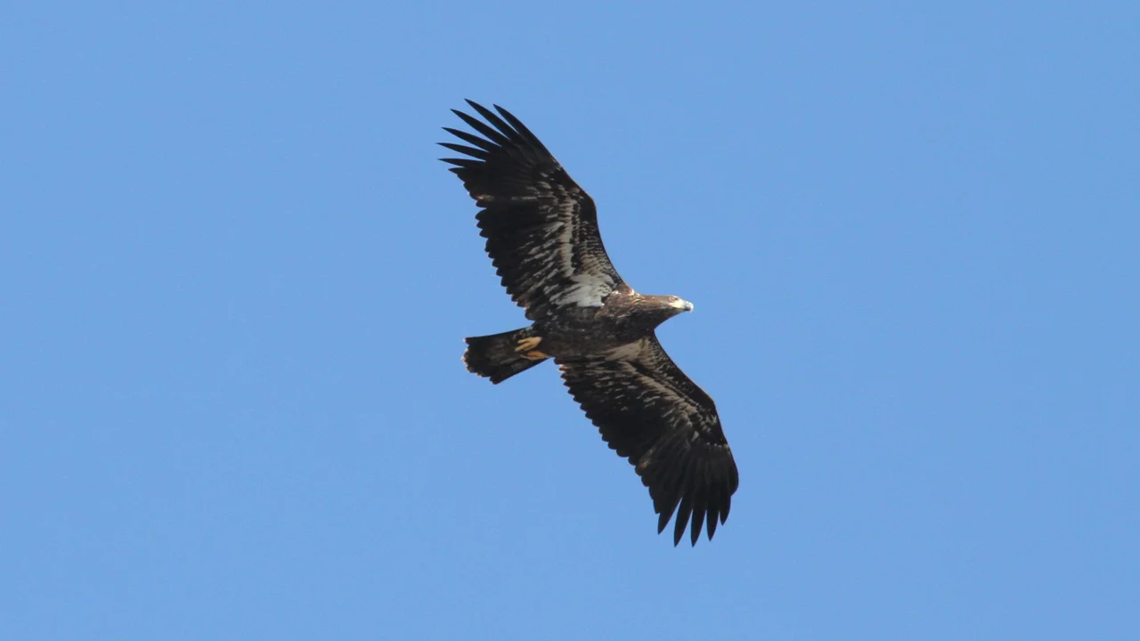 Bald Eagle