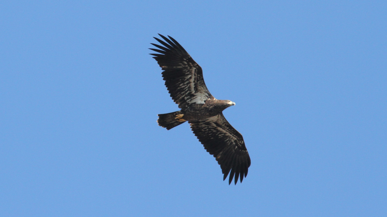 Bald Eagle