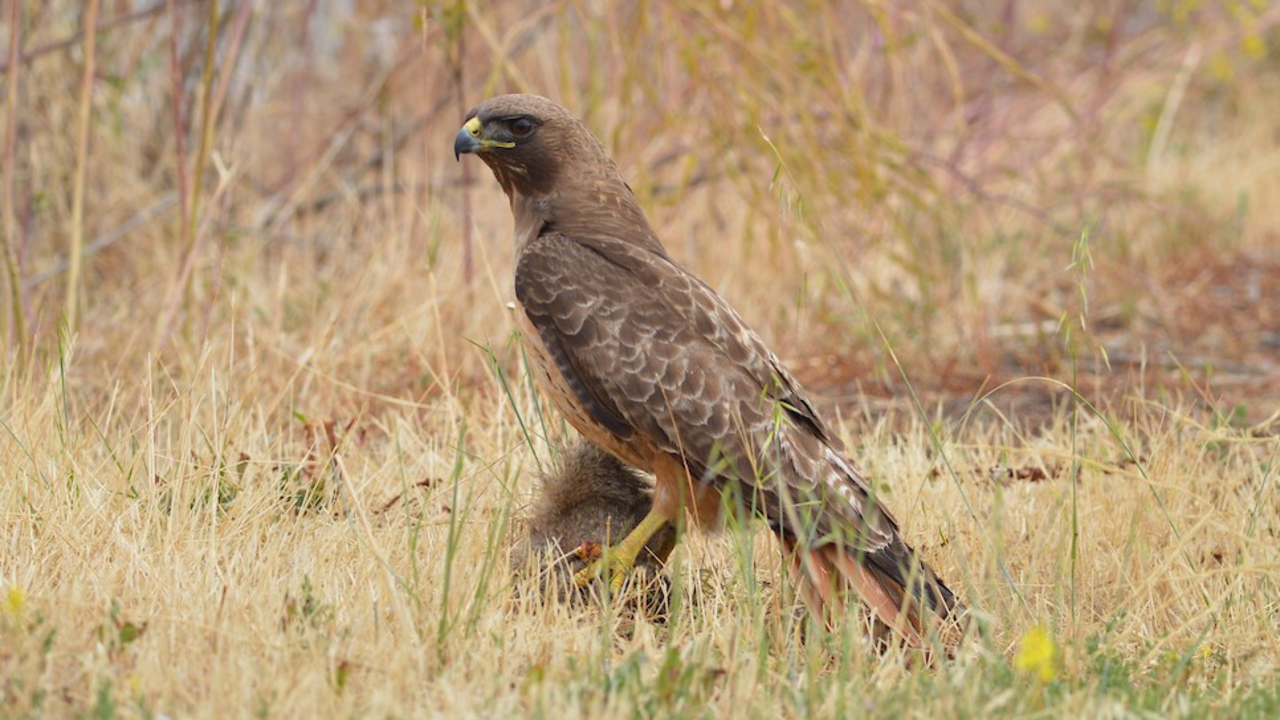 Red-tailed Hawk