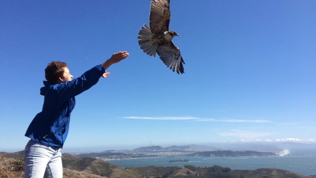 Red-tailed Hawk release