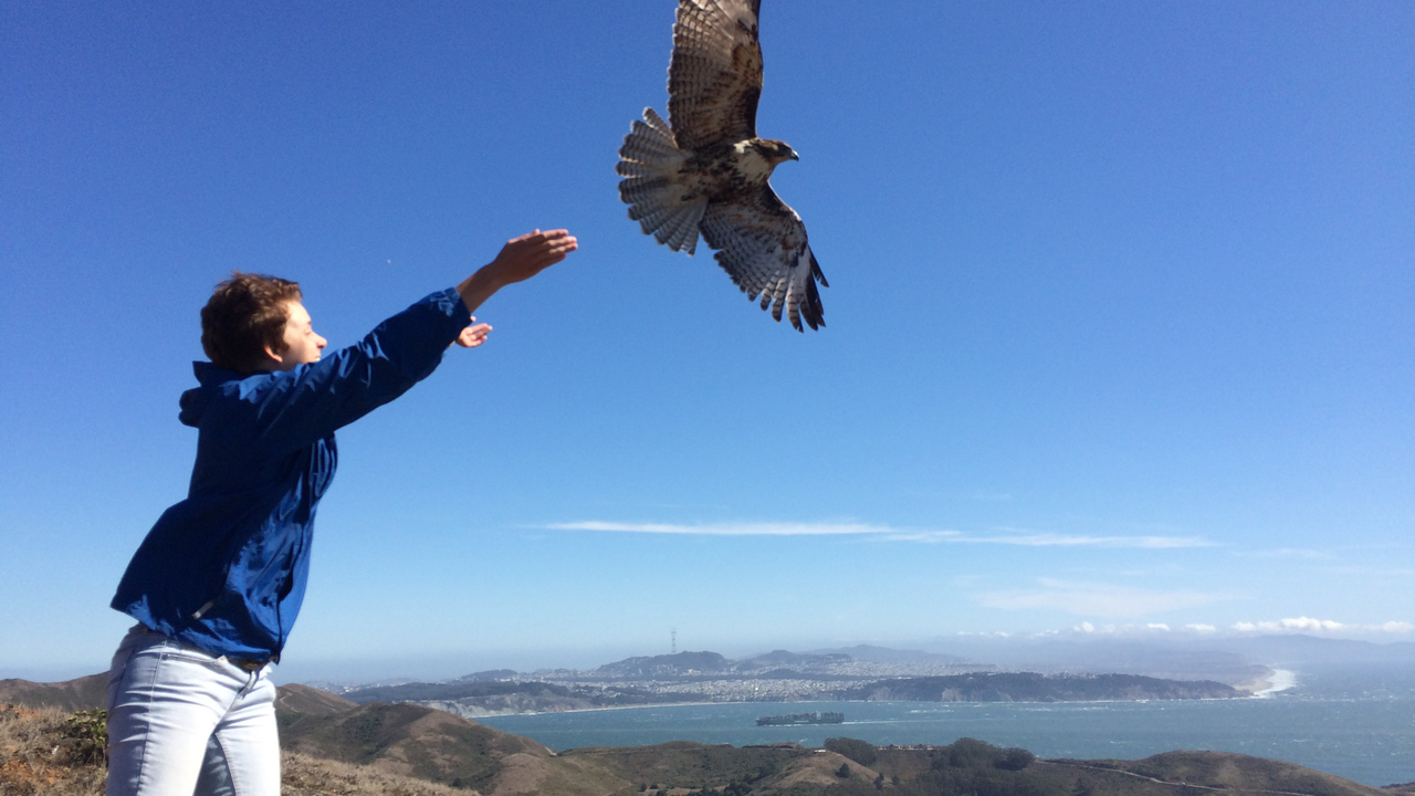 Red-tailed Hawk release