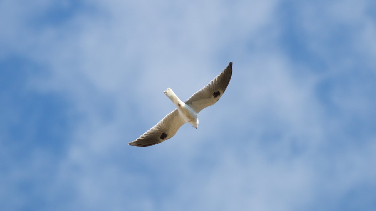 White-tailed Kite