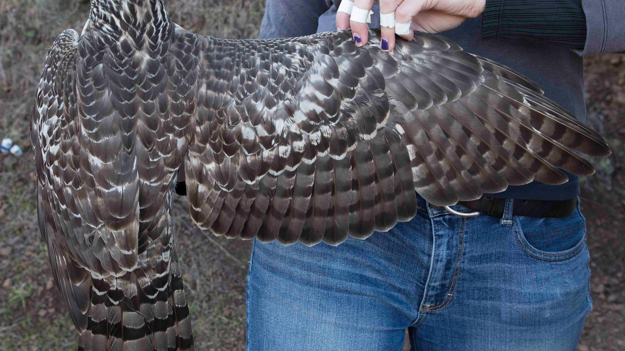 Northern Goshawk