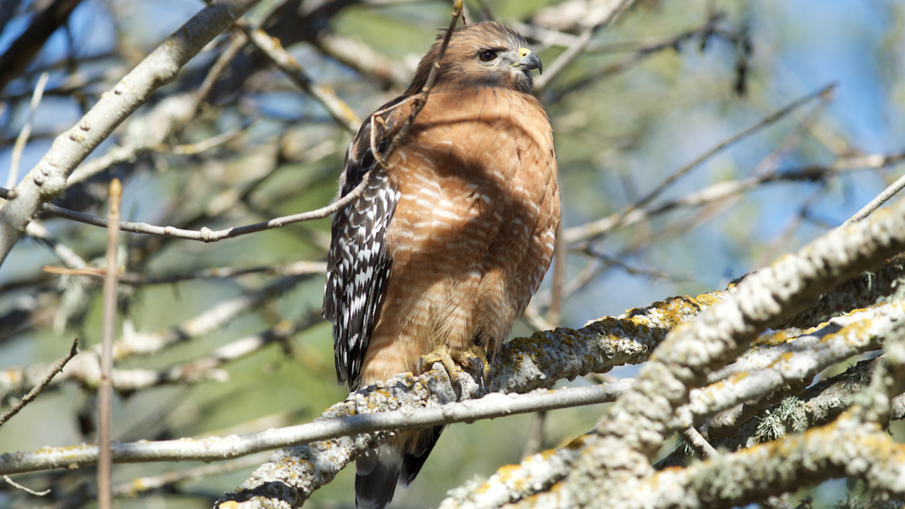 Red-shouldered Hawk