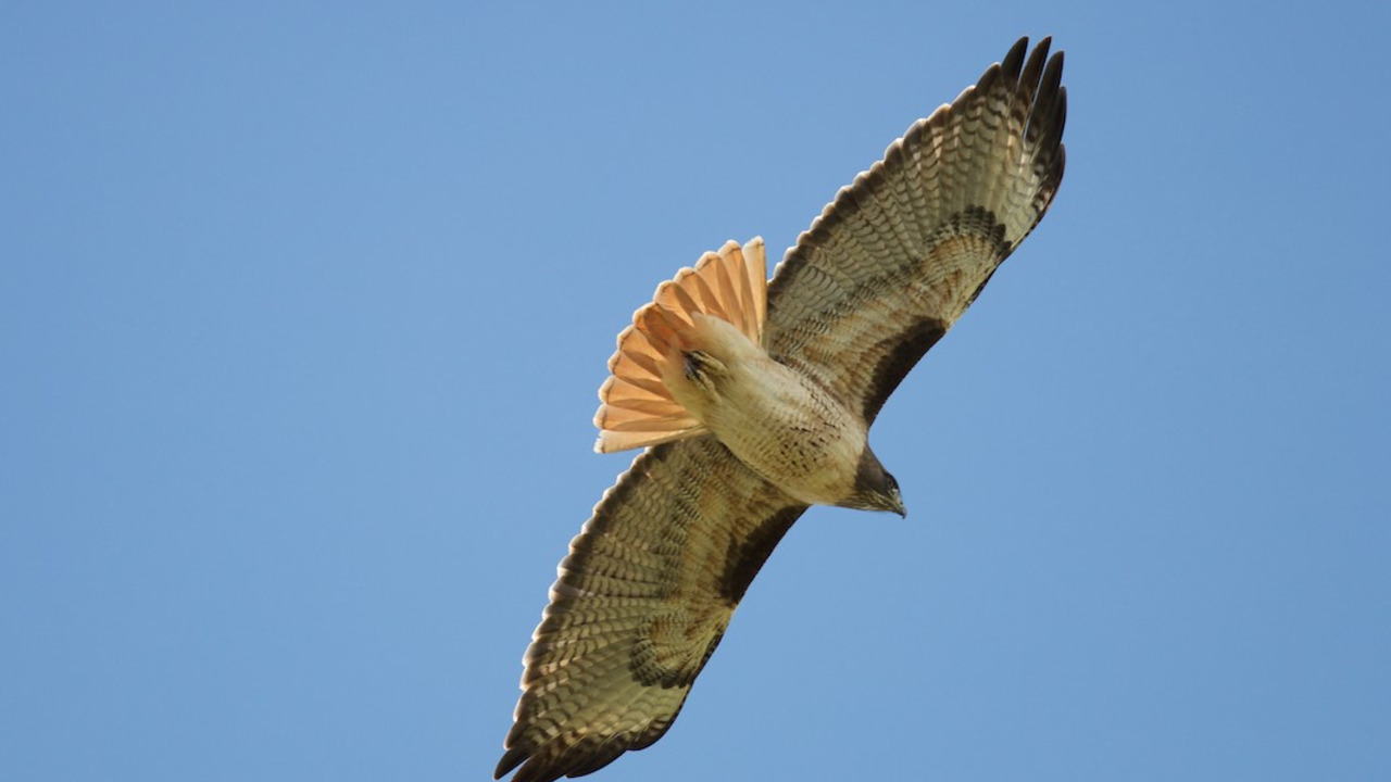 Red-tailed Hawk