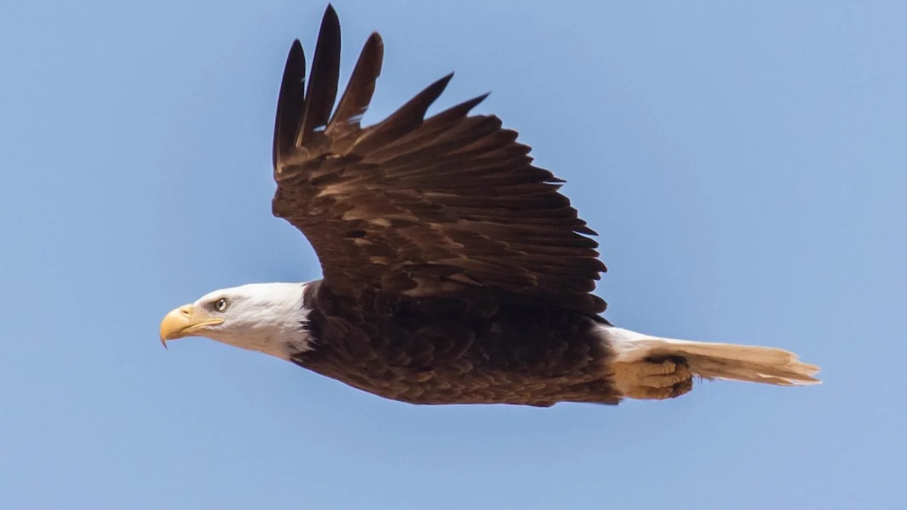 Bald Eagle