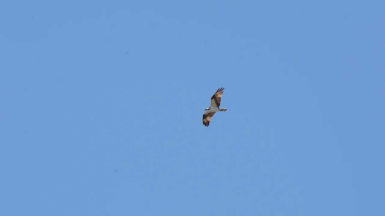 Osprey