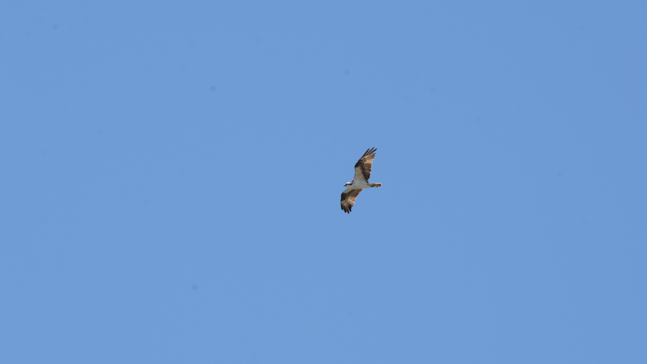Osprey