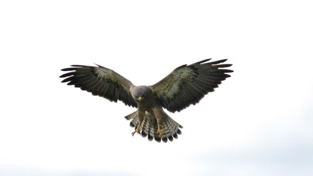 Swainson's Hawk