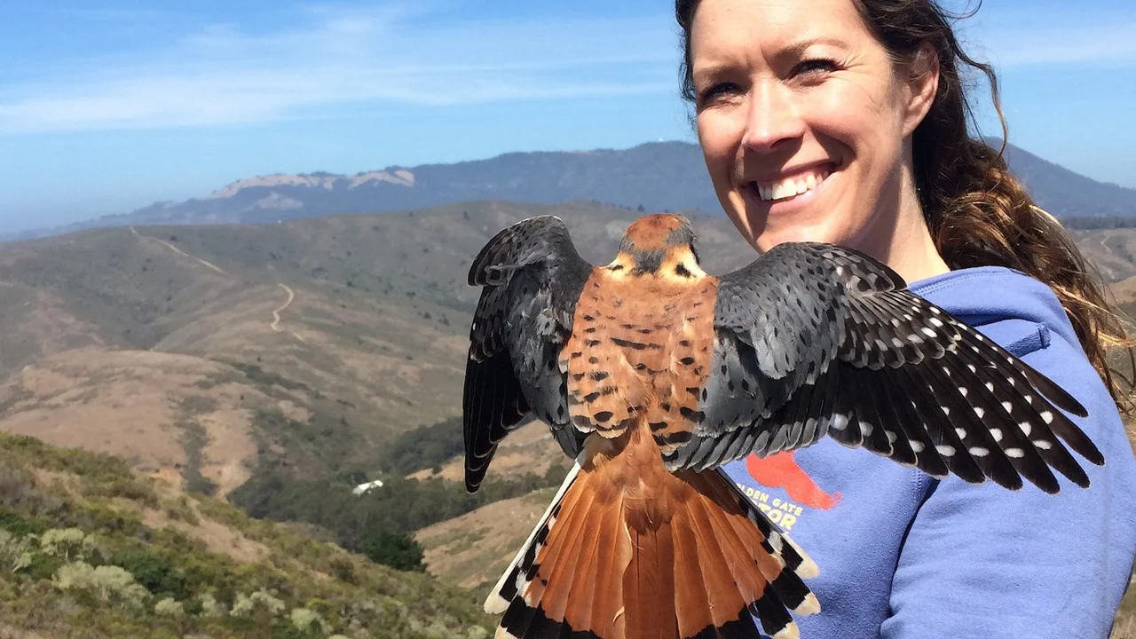 American Kestrel